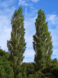 Attēlu rezultāti vaicājumam “Populus nigra”