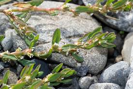 Attēlu rezultāti vaicājumam “Polygonum arenastrum”