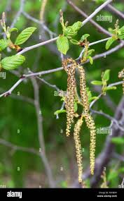 Attēlu rezultāti vaicājumam “Alnus incana female flower”