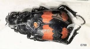 Attēlu rezultāti vaicājumam “Nicrophorus vespilloides”