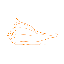 Image result for Sinistrofulgur perversum