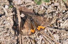 Attēlu rezultāti vaicājumam “Archiearis parthenias”