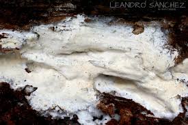 Attēlu rezultāti vaicājumam “Sidera lenis”