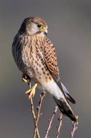 Attēlu rezultāti vaicājumam “Falco tinnunculus”
