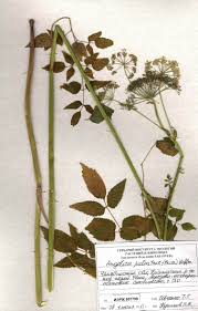 Attēlu rezultāti vaicājumam “Angelica palustris”