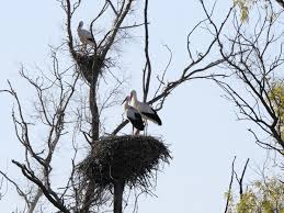 Attēlu rezultāti vaicājumam “Ciconia ciconia nest”
