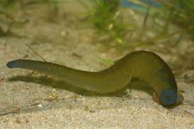 Attēlu rezultāti vaicājumam “Haemopis sanguisuga”