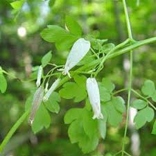 Image result for Adlumia cirrhosa