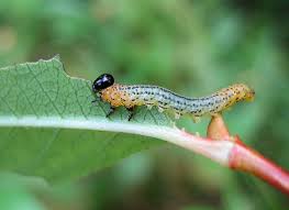 Attēlu rezultāti vaicājumam “Salix pentandra fruit”