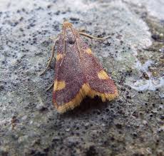 Attēlu rezultāti vaicājumam “Hypsopygia costalis”