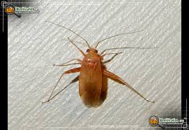 Attēlu rezultāti vaicājumam “Phytocoris sp.”