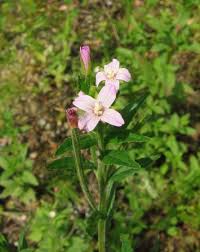 Attēlu rezultāti vaicājumam “Epilobium roseum”