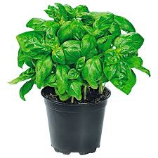 Image result for Basilikum