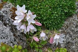Image result for Campanula formanekiana