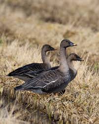 Attēlu rezultāti vaicājumam “Anser serrirostris”