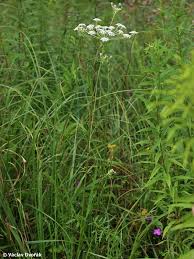 Attēlu rezultāti vaicājumam “Laserpitium prutenicum”