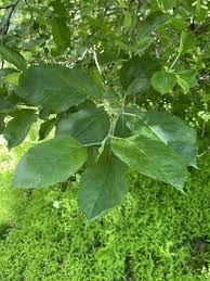 Attēlu rezultāti vaicājumam “Malus domestica”