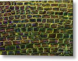 Attēlu rezultāti vaicājumam “Elodea canadensis leaf”