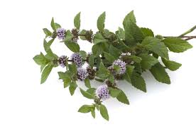Image result for Mentha piperita