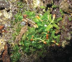 Attēlu rezultāti vaicājumam “Hamatocaulis lapponicus”