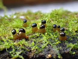 Attēlu rezultāti vaicājumam “Colloderma oculatum plasmodium”