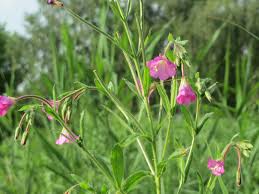 Attēlu rezultāti vaicājumam “Epilobium hirsutum leaf”