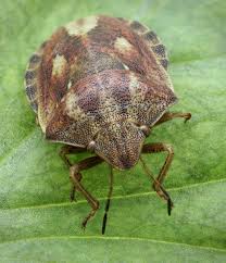 Attēlu rezultāti vaicājumam “Eurygaster testudinaria”