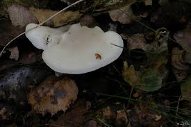 Attēlu rezultāti vaicājumam “Postia stiptica”