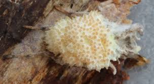 Attēlu rezultāti vaicājumam “Torrubiella arachnophila”