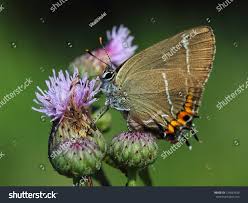 Attēlu rezultāti vaicājumam “Satyrium w-album”