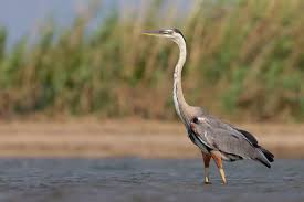 Image result for heron