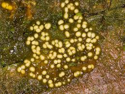 Attēlu rezultāti vaicājumam “Colloderma oculatum”