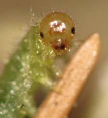 Attēlu rezultāti vaicājumam “Schizotus pectinicornis larva”