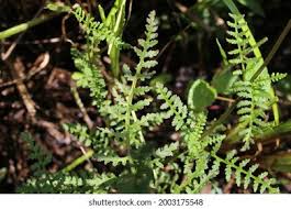 Attēlu rezultāti vaicājumam “Pedicularis palustris leaf”