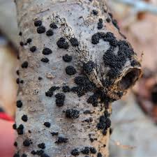 Attēlu rezultāti vaicājumam “Lycogala conicum spores”