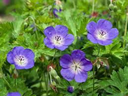 Image result for Storchschnäbel