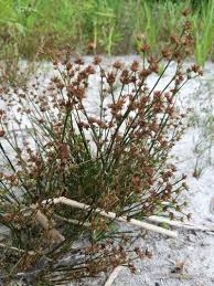 Attēlu rezultāti vaicājumam “Juncus bulbosus fruit”