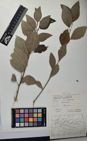 Attēlu rezultāti vaicājumam “Melampsora magnusiana”