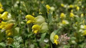 Attēlu rezultāti vaicājumam “Rhinanthus serotinus leaf”