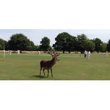 Image result for Hampton Hill Cricket Club