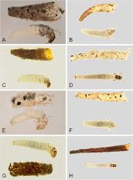 Attēlu rezultāti vaicājumam “Oecetis ochracea”
