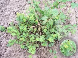 Attēlu rezultāti vaicājumam “Helodium blandowii sporophyte”