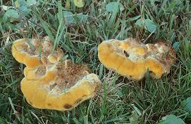 Attēlu rezultāti vaicājumam “Phaeolus schweinitzii”