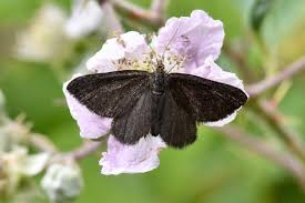 Attēlu rezultāti vaicājumam “Odezia atrata”