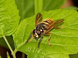 Attēlu rezultāti vaicājumam “Temnostoma vespiforme”