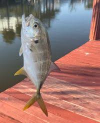 Image result for Caranx hippos