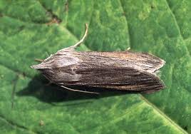 Attēlu rezultāti vaicājumam “Cucullia umbratica”