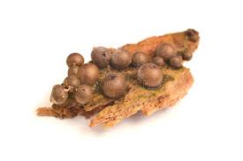 Attēlu rezultāti vaicājumam “Lycogala ustulatum”