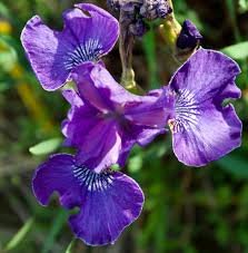 Attēlu rezultāti vaicājumam “Iris sibirica flower”