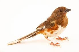 Image result for Pipilo erythrophthalmus